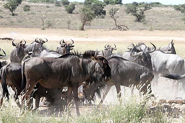 Wildebeest