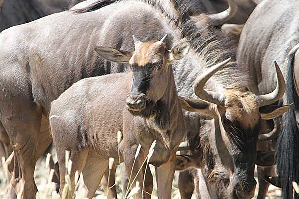 Wildebeest