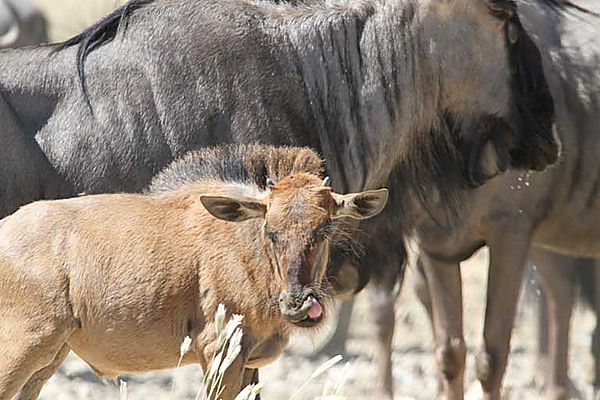 Wildebeest