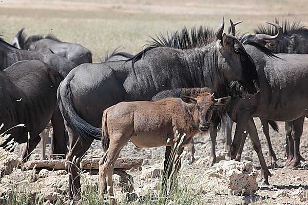 Wildebeest