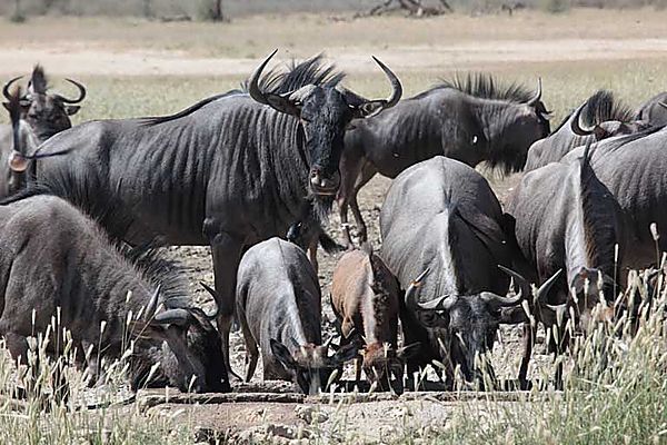 Wildebeest