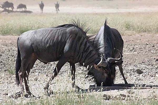 Wildebeest