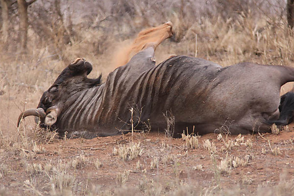 Wildebeest Takes A Bath