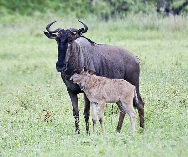 Wildebeest With Calf