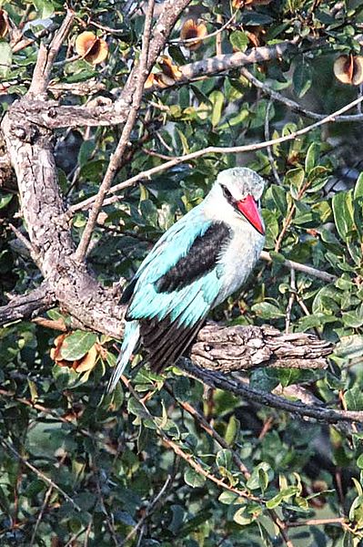 Woodland Kingfisher