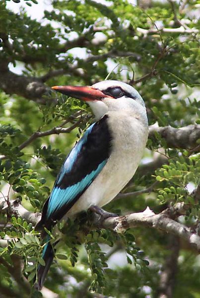 Woodland Kingfisher Kruger 1