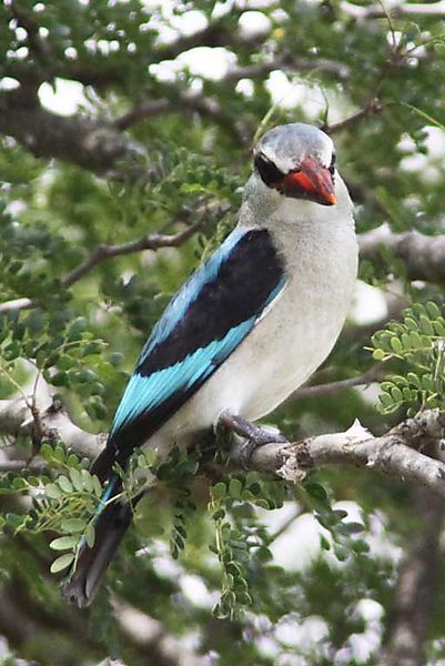 Woodland Kingfisher Kruger