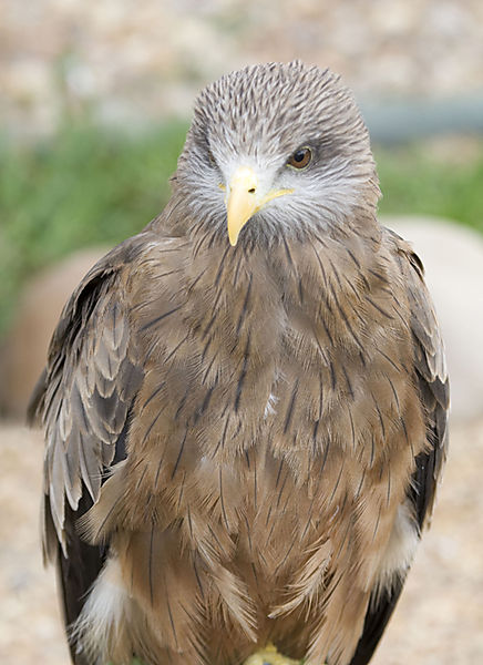 Yellow Billed Kite