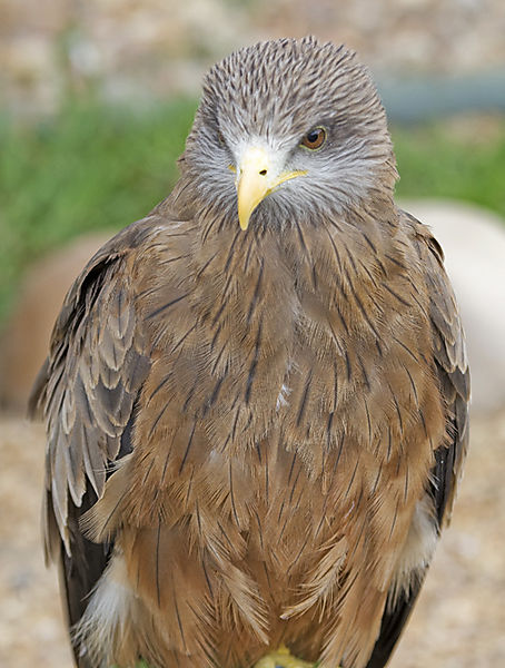 Yellow-billed Kite