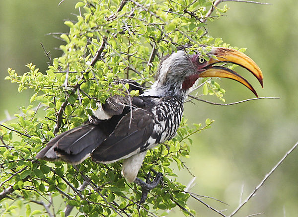 Yellow Hornbill In Tree