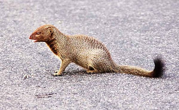 Yellow Mongoose