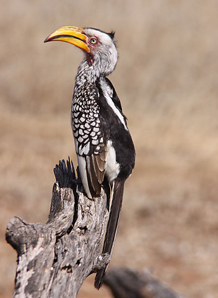 Yellowbilled Hornbill