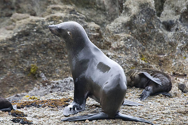 Young Fur Seal