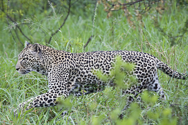 Young Leopard