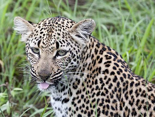 Young Leopard