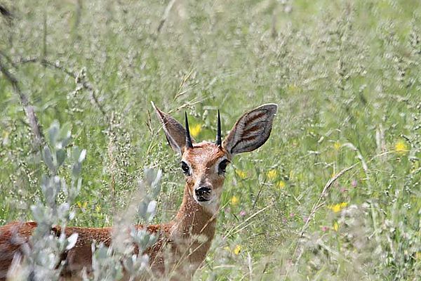 Young Male Steenbok