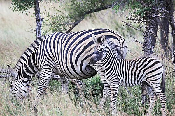 Zebra 1