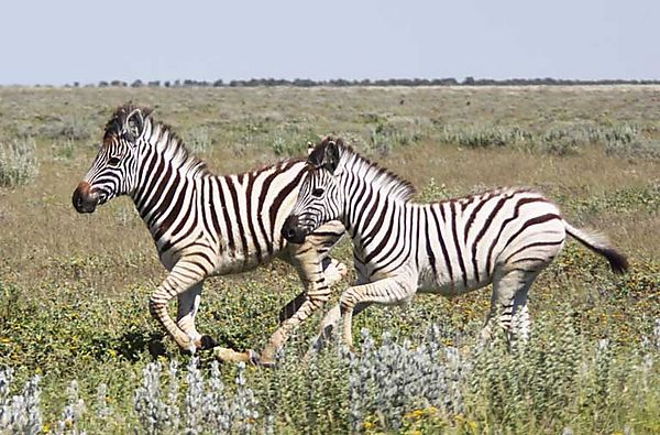 Zebra 3
