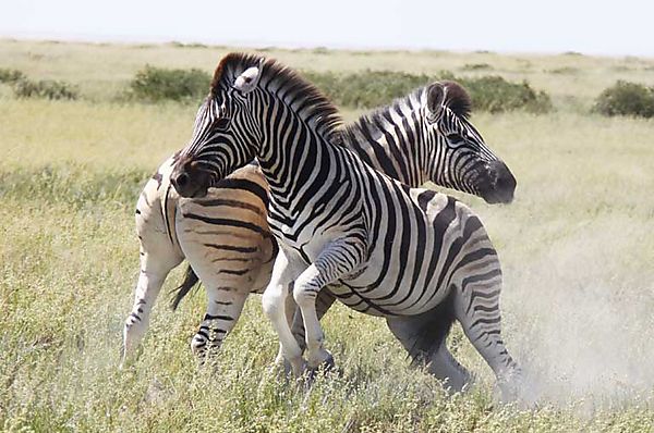 Zebra 4