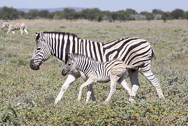 Zebra Etosha 2
