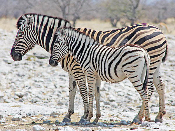 Zebra Mom And Child