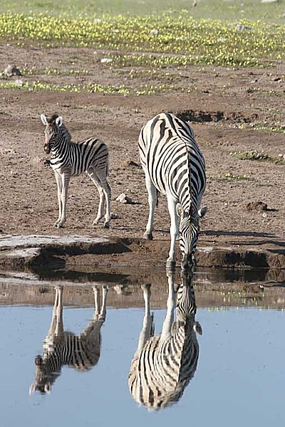Zebra mom with Colt Reflection