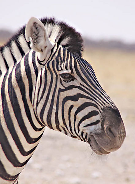 Zebra Profile