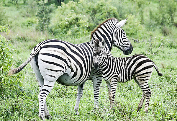 Zebra With Child