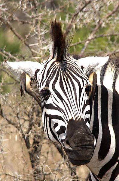 Zebra with oxpecker ear rings