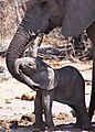 Adorable - Mother And Baby Elephant