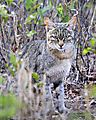 African Wild Cat 1