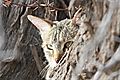 African Wild Cat