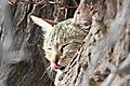 African Wild Cat