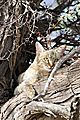 African Wild Cat