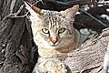 African Wild Cat