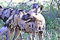 African Wild Dog 3