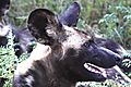 African Wild dog 6