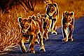 Art 2 - 4 lions cubs in the road