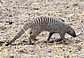 Banded Mongoose