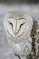 Barn Owl