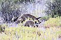 Bat eared fox Kgalagadi