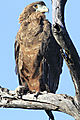 Bateleur