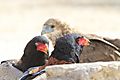 Bateleur