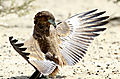 Bateleur