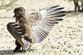 Bateleur