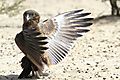 Bateleur