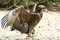 Bateleur