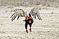 Bateleur Eagle