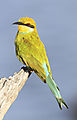 Bee-eater swallow tailed