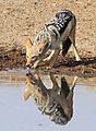 Black Backed Jackal